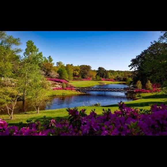 Meet your Posher, Saba - Picture 1 of 1